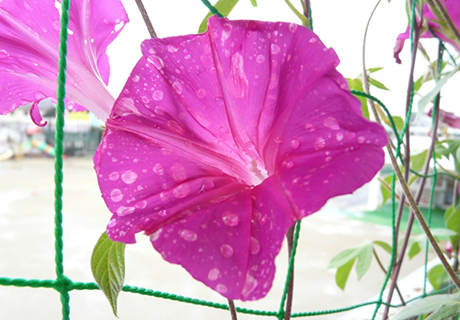 酸性雨により色が抜けた花