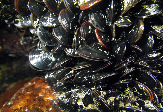 ムラサキイガイ（ムール貝の一種）の写真