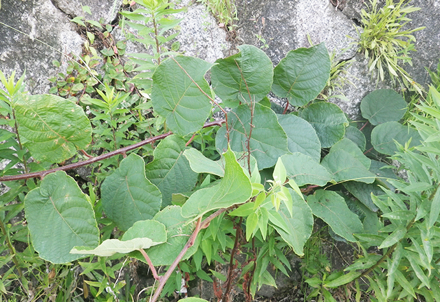 シナサルナシ栽培品種（キウイフルーツ）の写真