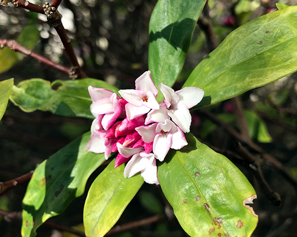 センター敷地内の植物紹介 ジンチョウゲ なごや生物多様性センター なごや生きものライブラリー
