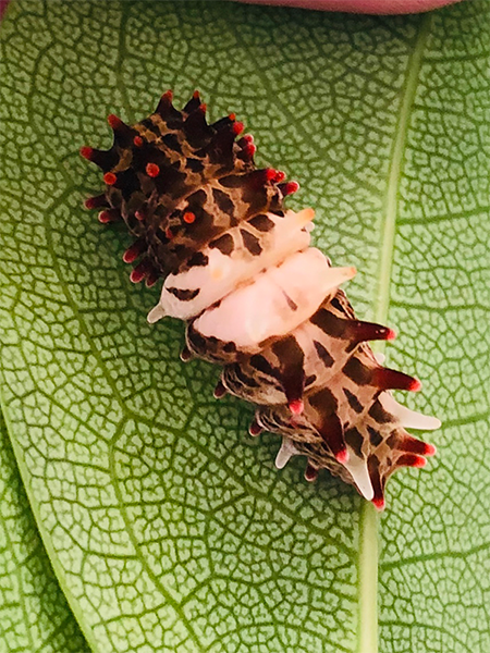 ジャコウアゲハの幼虫サムネイル