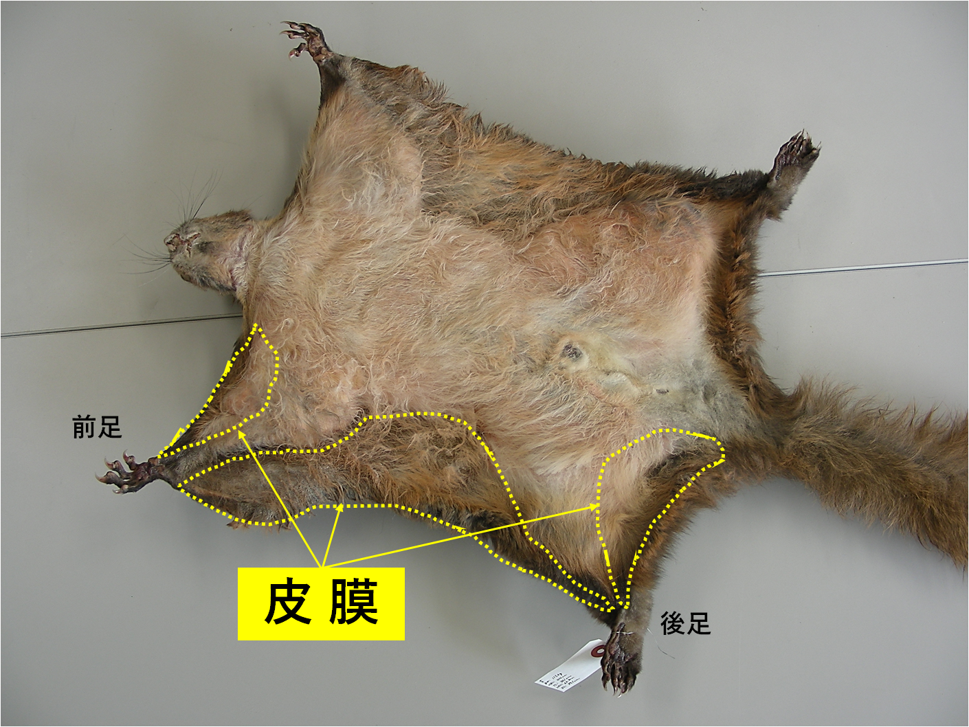 ムササビも木から落ちる なごや生物多様性センター なごや生きものライブラリー