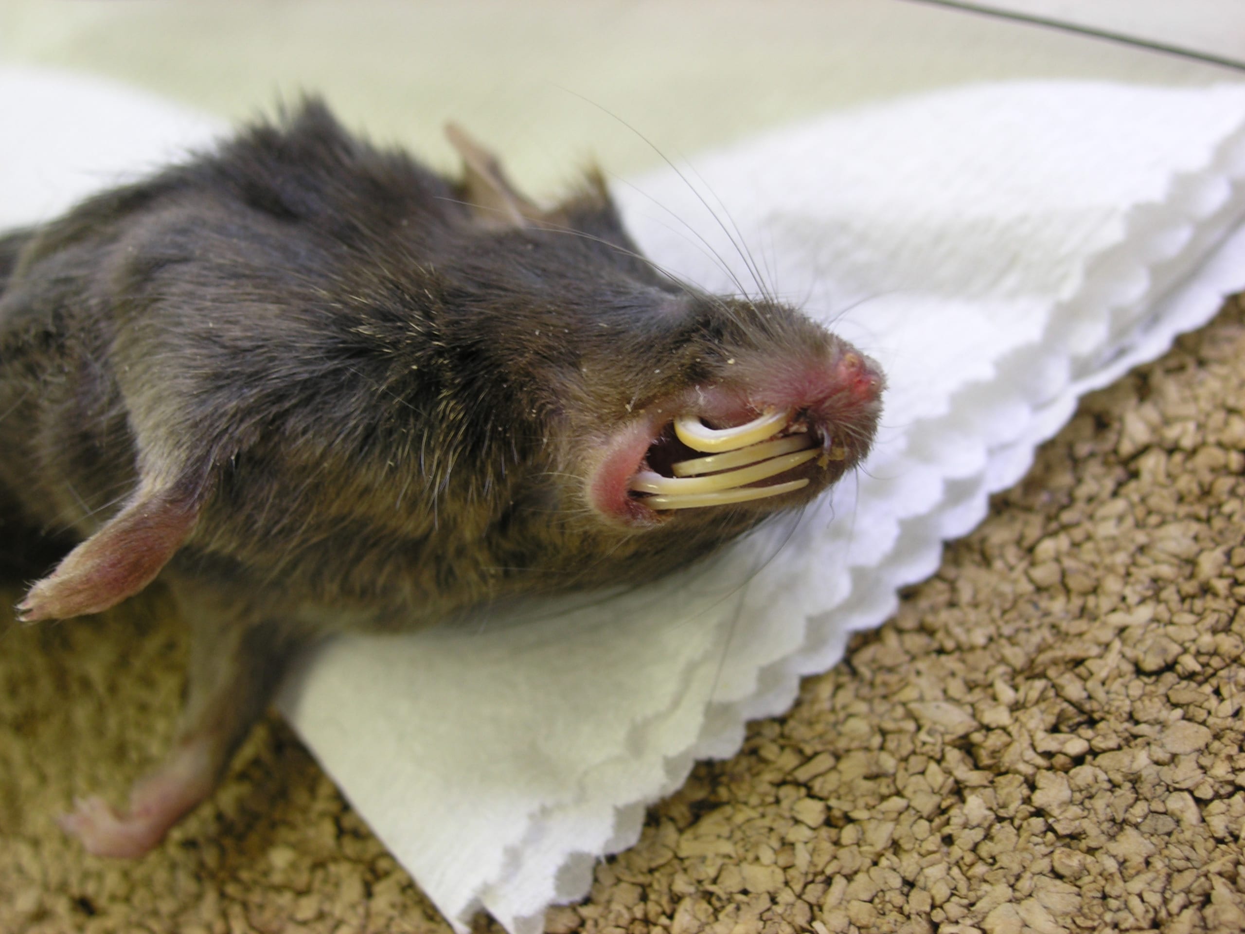 ネズミの前歯はのび続けるとどうなるの なごや生物多様性センター なごや生きものライブラリー