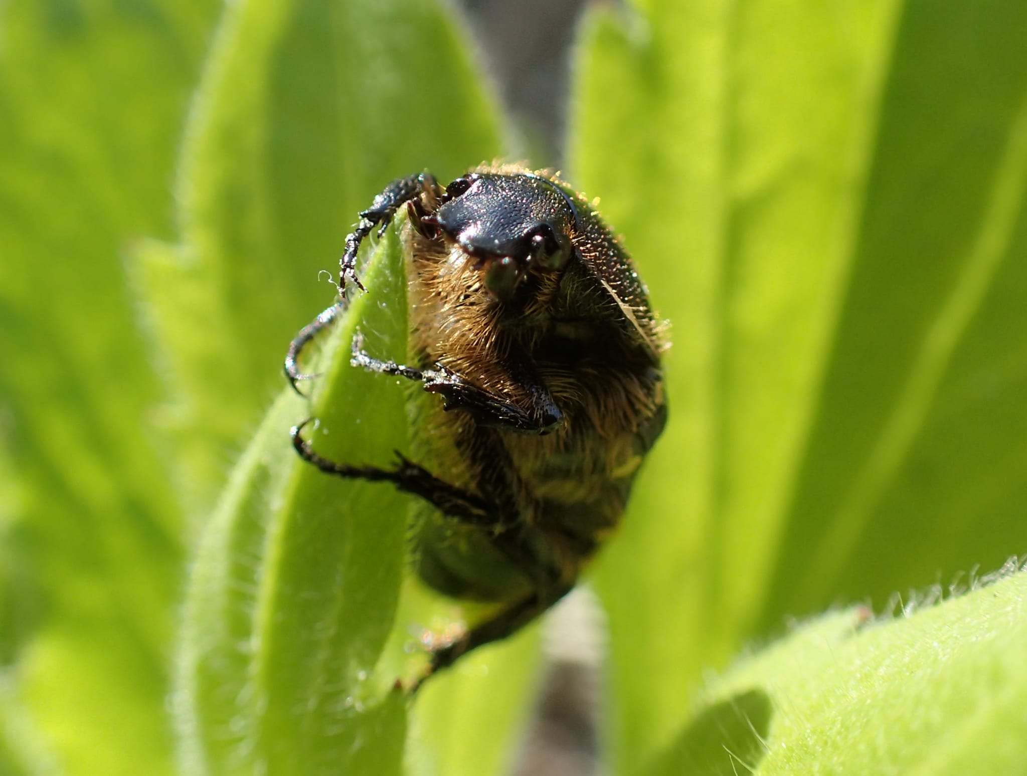 蛾はミツバチよりも効率的に花粉を媒介する