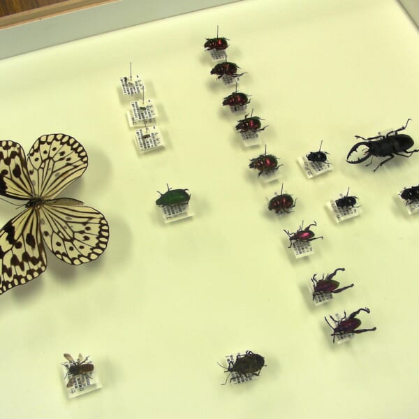 昆虫標本作成講座 2回目 を開催しました なごや生物多様性センター なごや生きものライブラリー