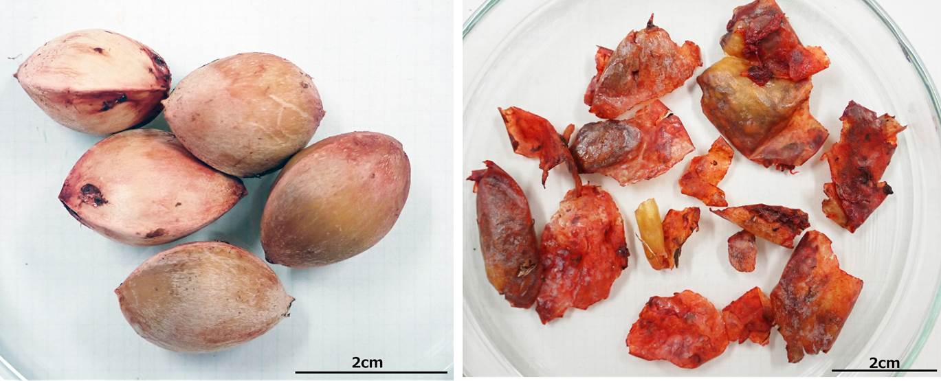 写真 イチョウの果実 左 種子 銀杏 右 果実 果肉 なごや生物多様性センター なごや生きものライブラリー