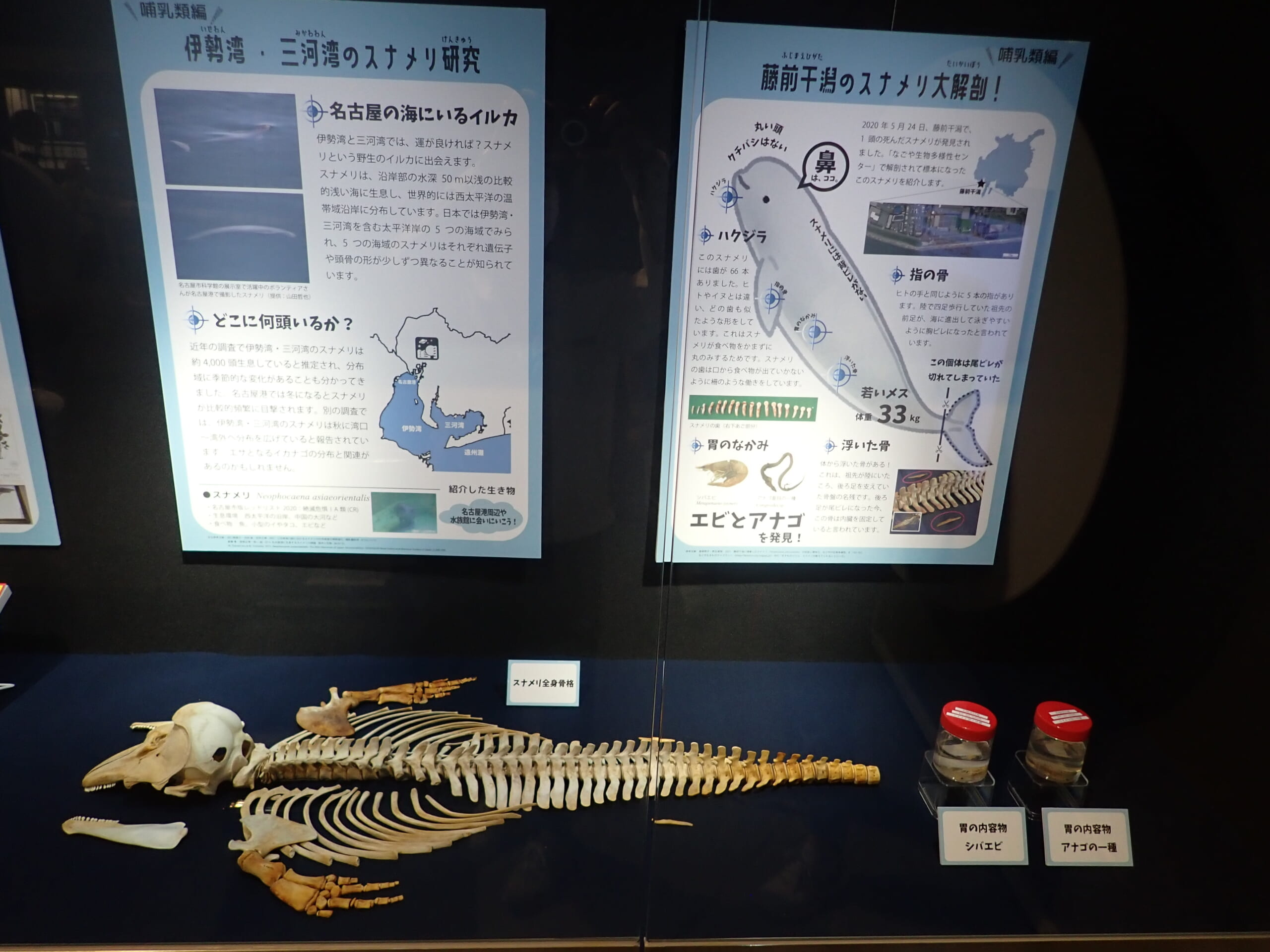 スナメリ 骨格標本 即納 スズメの骨格標本 こちらの商品は自立しません -