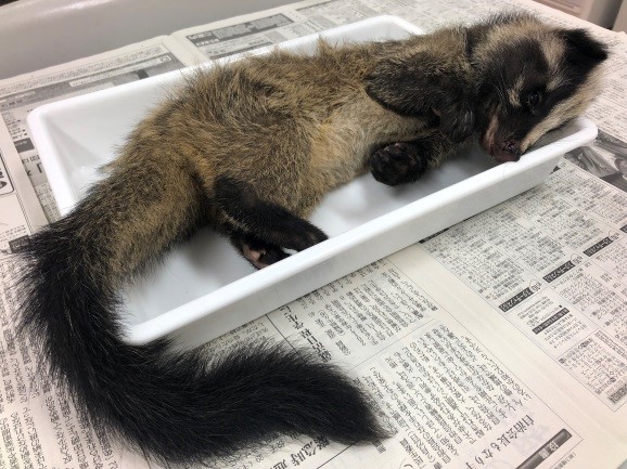 仮剥製にする前のハクビシン – なごや生物多様性センター｜なごや 