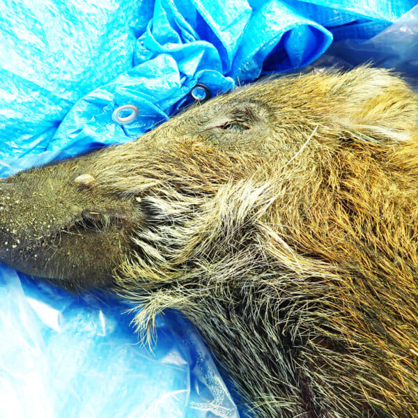 どうしてイノシシの鼻は大きいの なごや生物多様性センター なごや生きものライブラリー