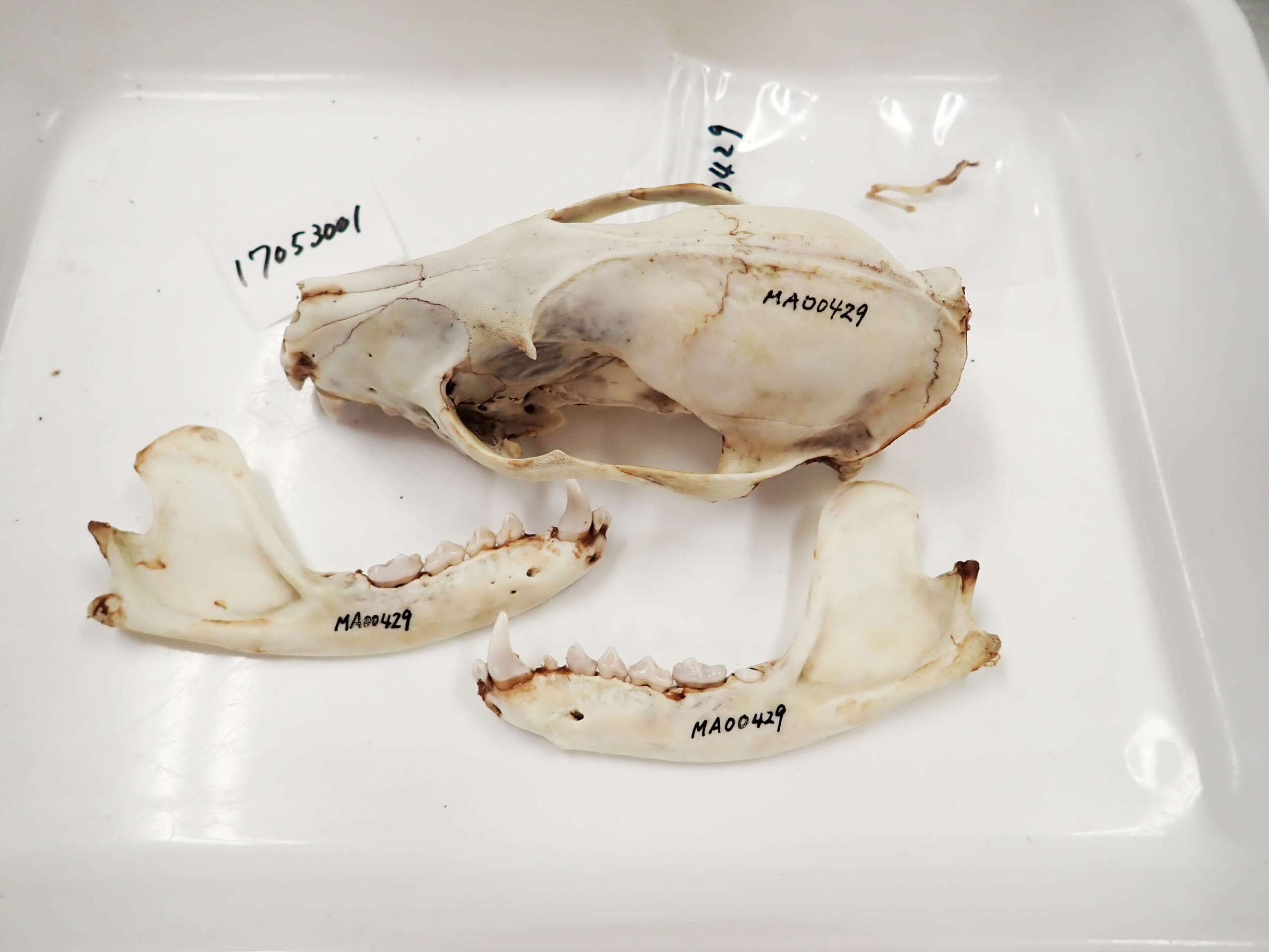 標本番号を記したハクビシンの頭骨標本（NBC-MA00429） – なごや生物 