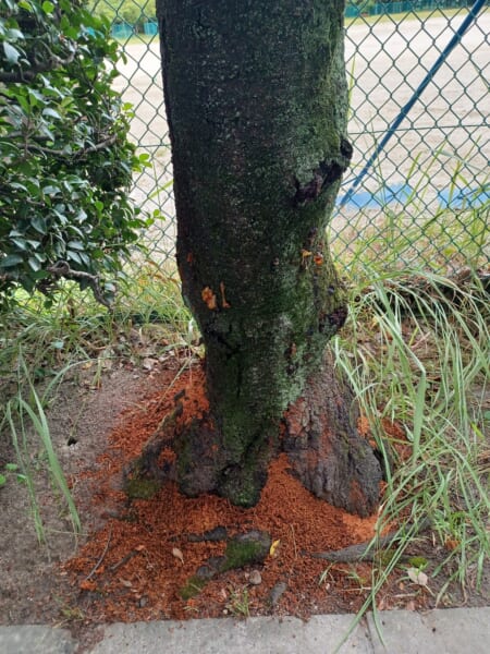 クビアカツヤカミキリの被害にあった木