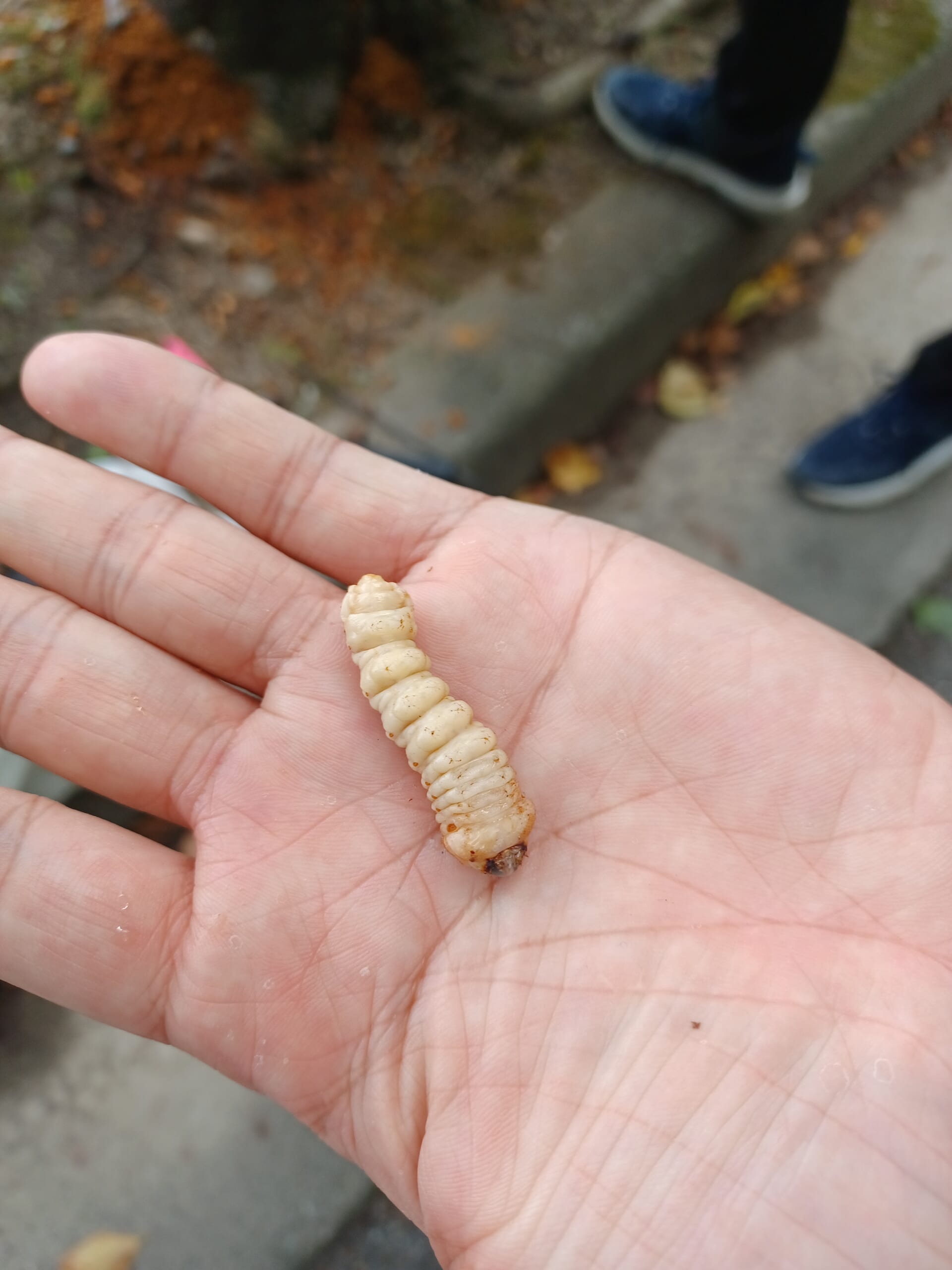 木の中にいたクビアカツヤカミキリの幼虫